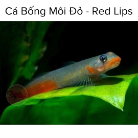 Cá Bống Môi Đỏ - Red Lip - Sicyopus Rubicundus