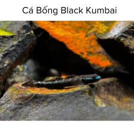 Cá Bống Black Kumbai - Goby Black Kumpay