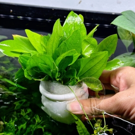 Cây Cắt Cắm Lan Nước - Tiền Cảnh - Trung Cảnh - Tép Màu Quận 3