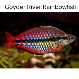 Cá Cầu Vồng Goyder - Goyder River Rainbowfish