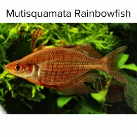 Cá Cầu Vồng Mutisquamata - Glossolepis Mutisquamata  Rainbowfish