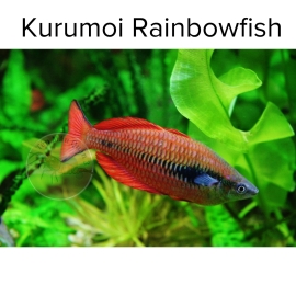 Cá Cầu Vồng Kurumoi - Kurumoi Rainbowfish