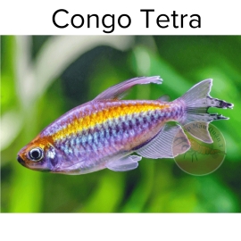 Cá Congo Tetra - Cá Thủy Sinh