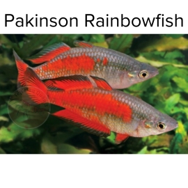 Cá Cầu Vồng Pakinson - Pakinson Rainbowfish