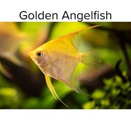 Cá Thần Tiên Vàng 24k (Loại 1) - Golden Angelfish