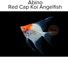 Cá Thần Tiên Koi Abino - Abino Red Cap Koi Angelfish 