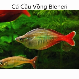 Cá Cầu Vồng Bleheri - Bleheri Rainbowfish
