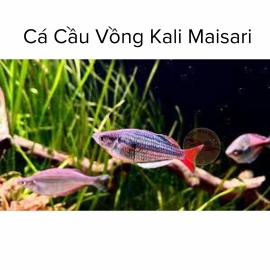 Cá Cầu Vồng Kali Maisari - Kali Maisari Rainbowfish