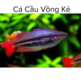 Cá Cầu Vồng Kẻ - Melanotaenia Australis  Rainbowfish