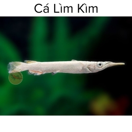 Cá Lìm Kìm - Dermogenys Pusilla