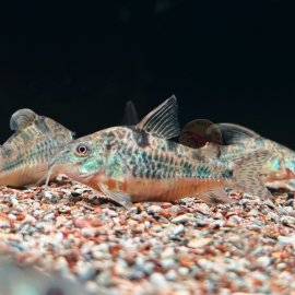 Cá Chuột Muối Tiêu Size Cối - Corydoras Paleatus