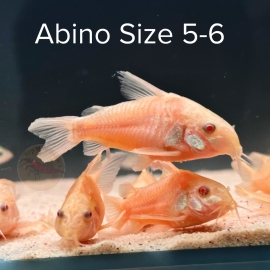 Cá Chuột Trắng Abino Size Cối - Cá Thủy Sinh