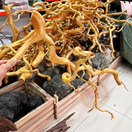 Lũa Đỗ Quyên - Lũa Thủy Sinh - Tép Màu Quận 3