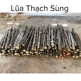 Lũa Thạch Sùng - Lũa Thủy Sinh - Tép Màu Quận 3