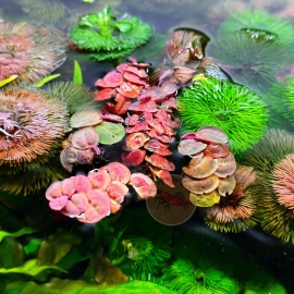 Bèo Rễ Đỏ - Phyllanthus Fluitans - Cây Thủy Sinh - Tép Màu Quận 3