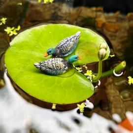 Cây Thủy Nữ - Rau Tràng - Nymphoides indica - Cây Thủy Sinh - Tép Màu Quận 3