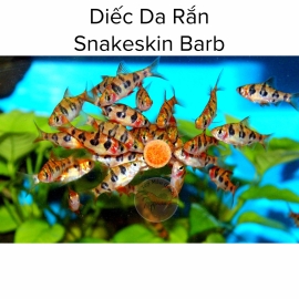 Diếc Da Rắn - Snakeskin Barb - Cá Thủy Sinh