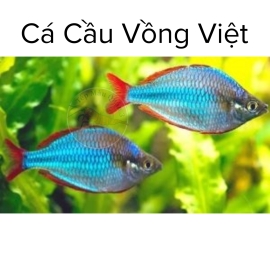 Cá Cầu Vồng Xanh Việt - Cá Thủy Sinh