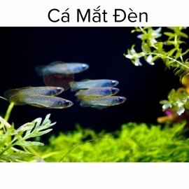Cá Mắt Đèn Nhập - Poropanchax Normani