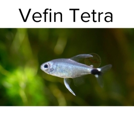 Cá Vefin Tetra - Cá Thủy Sinh