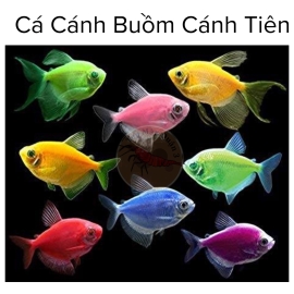 Cá Cánh Buồm Cánh Tiên - Cá Thủy Sinh