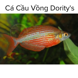 Cá Cầu Vồng Dority's - Dority's Rainbowfish - Tép Màu Quận 3