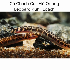 Cá Chạch Culi Hồ Quang - Leopard Kuhli Loach