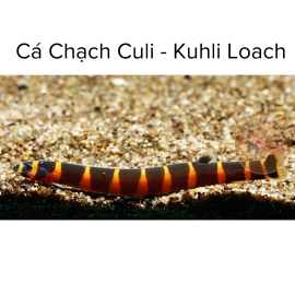 Cá Chạch Culi - Kuhli Loach