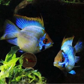 Cá Phượng Hoàng Lam - Electric Blue Ram Cichlid