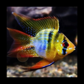 Cá Phượng Hoàng Ngũ Sắc - Mikrogeophagus Ramirezi Ram