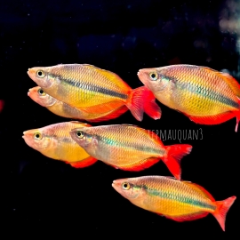 Cá Cầu Vồng Vàng - Lake Tebera Rainbowfish