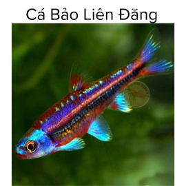 Cá Bảo Liên Đăng -  Notropis chrosomus - Tép Màu Quận 3