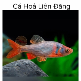 Cá Hỏa Liên Đăng - Cyprinella Lutrensis - Tép Màu Quận 3