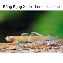 Cá Bống Bụng Xanh - Lentipes Ikeae