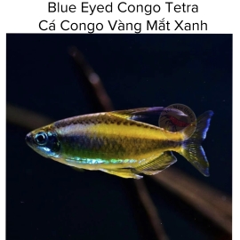 Blue Eyed Congo Tetra - Cá Congo Vàng Mắt Xanh - Congo Lampeye Tetra