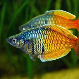 Cá Thạch Mỹ Nhân
