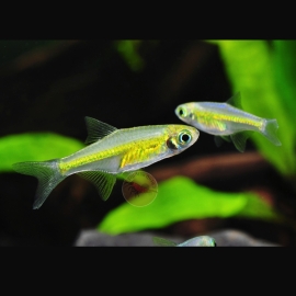 Cá Trâm Xanh Lục Bảo - Rasbora Kubotai