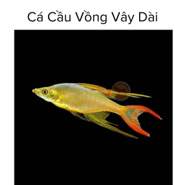 Cá Cầu Vồng Vây Dài - Iriatherina Werneri