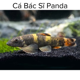 Cá Bác Sĩ Panda - Cá Dọn Rêu - Garra Flavatra
