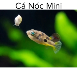 Cá Nóc Mini- Cá Ăn Ốc - Carinotetraodon Travancoricus