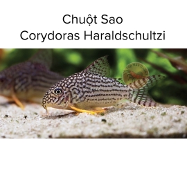 Cá Chuột Sao - Corydoras Haraldschultzi