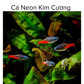 Cá Neon Kim Cương - Diamond Head Neon Tetra