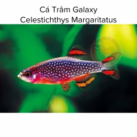  Cá Trâm Galaxy - Celestichthys Margaritatus