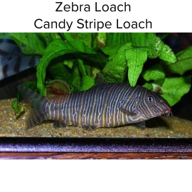 Cá Chạch Zebra Loach - Candy Stripe Loach