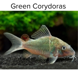 Cá Chuột Green - Green Corydoras