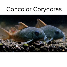 Cá Chuột Concolor - Concolor Corydoras