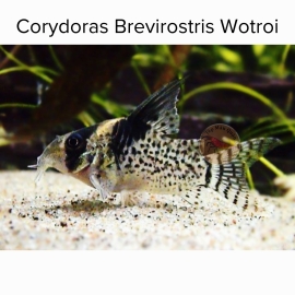 Cá Chuột Wotroi - Corydoras Brevirostris Wotroi