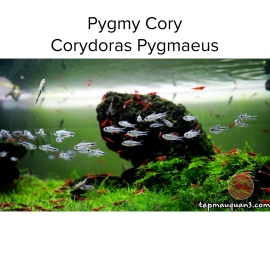  Cá Chuột Pygmy Cory -  Corydoras Pygmaeus
