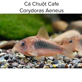 Cá Chuột Cafe - Corydoras Aeneus