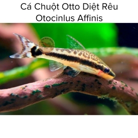 Cá Chuột Otto Dọn Bể - Otocinclus Affinis